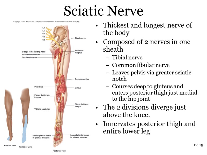 12-19 Sciatic Nerve Thickest and longest nerve of the body Composed of 2 nerves